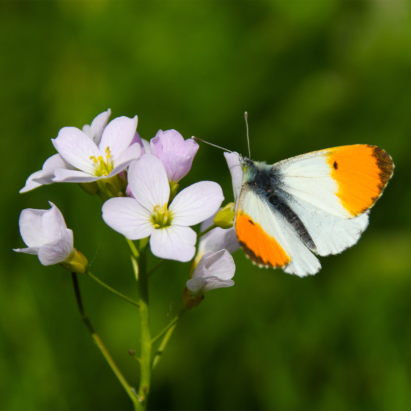 Growing Wildflower Seeds | The Tree Project